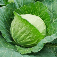 牛心甘蓝  产地看货论价 保质保量 欢迎订购 量大从优