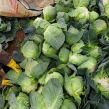 牛心甘蓝  产地看货论价 保质保量 欢迎订购 量大从优