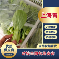 精品小颗上海青 大量供应品质保证 一手货源量大从优