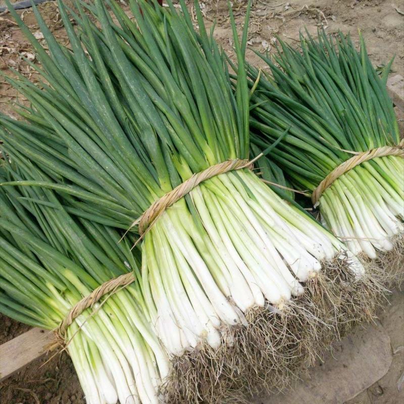 安徽分葱大量供应，货源充足，量大从优，基地直发。