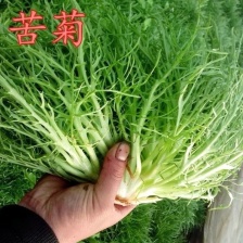 紫玉兰红玉兰红菊苣