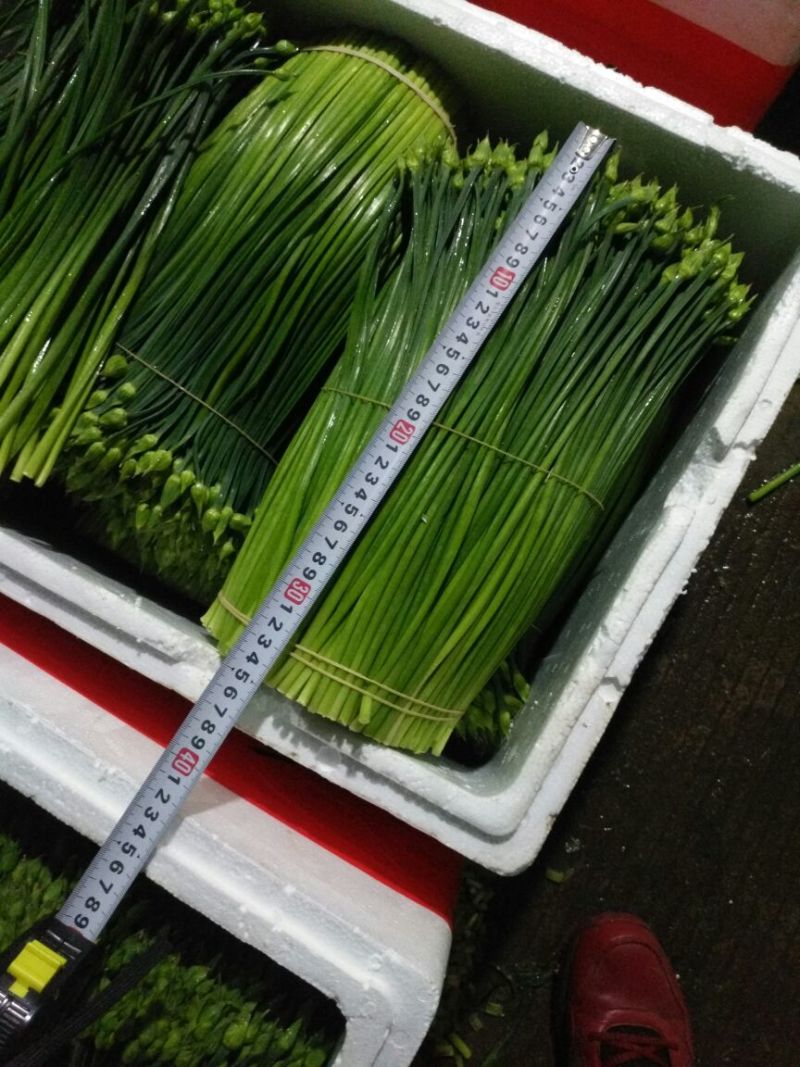 精品韭花 35厘米长期供货，产地直销，货源充足