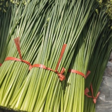 精品韭花 35厘米长期供货，产地直销，货源充足