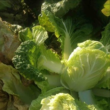 小娃娃菜  产地娃娃菜，看货论价，保质保量，欢迎订购