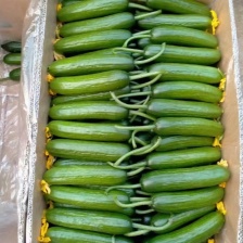 山东莘县黄瓜，供应链，大量供应，商超批发零售，产地一手