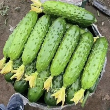 山东莘县黄瓜，供应链，大量供应，商超批发零售，产地一手