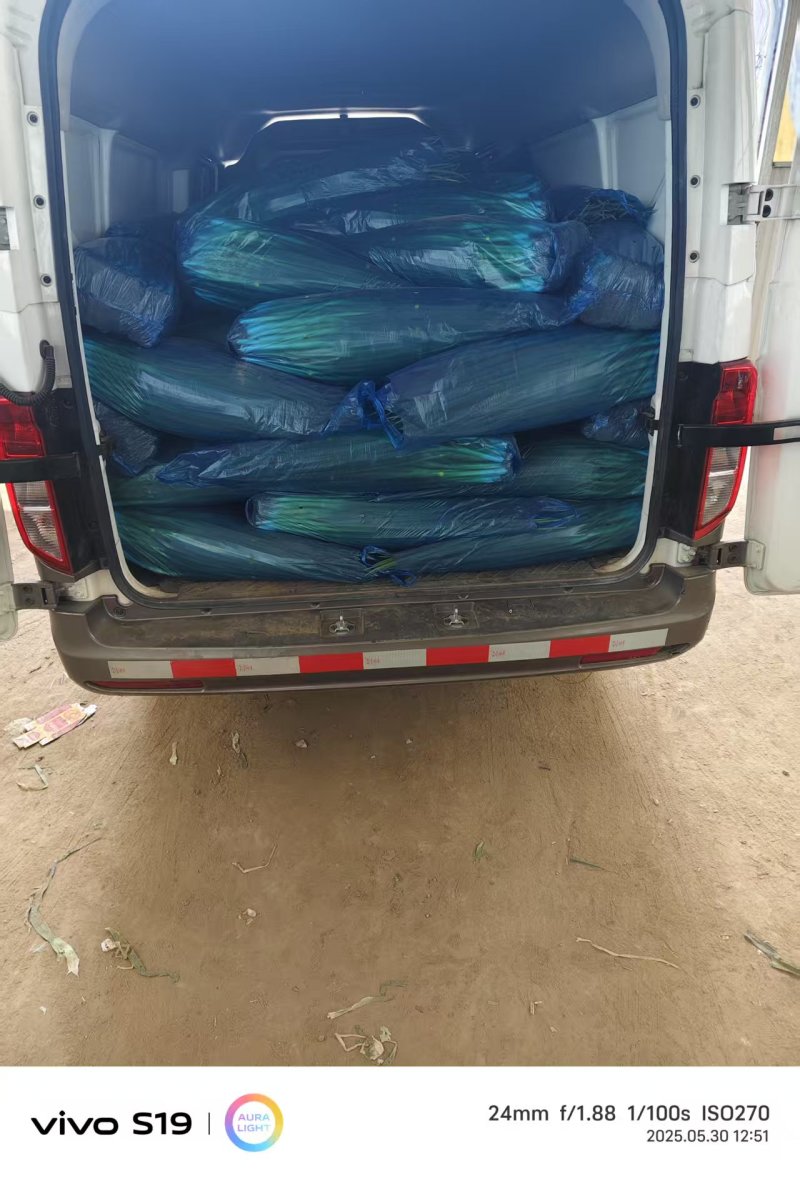 优质小香葱小葱产地一手货源代发全囯对接电商团购超市批发