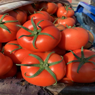 大红<font color=red>西红柿</font> 产地实力代收 对接各大平