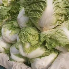 新鲜大白菜 产地发货 大量供应 价格优惠