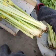 平度 崔家集 明水  西芹大量上市基