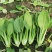 精品青菜，长期有货。保证质量