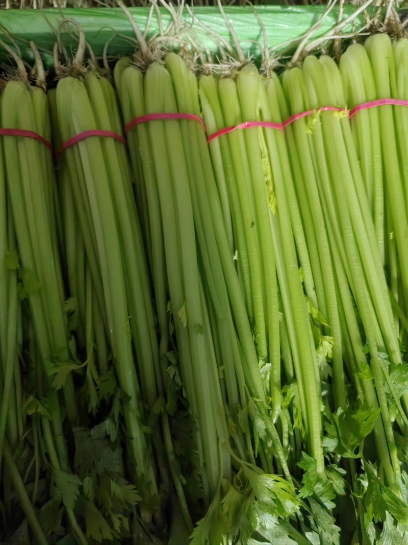 山东<font color=red>芹菜</font> 香芹 一手货源 全国代发 