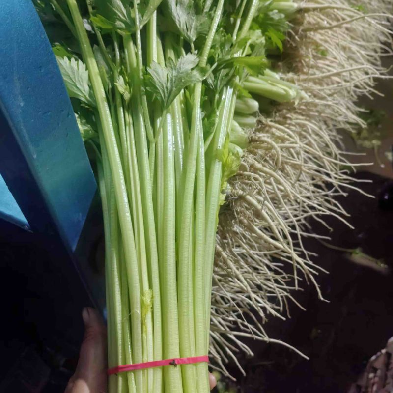 山东芹菜 香芹 一手货源 全国代发 货源充足 可视频看货