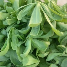 河北茼蒿 常年供应量大质优接商超市场电商欢迎联系