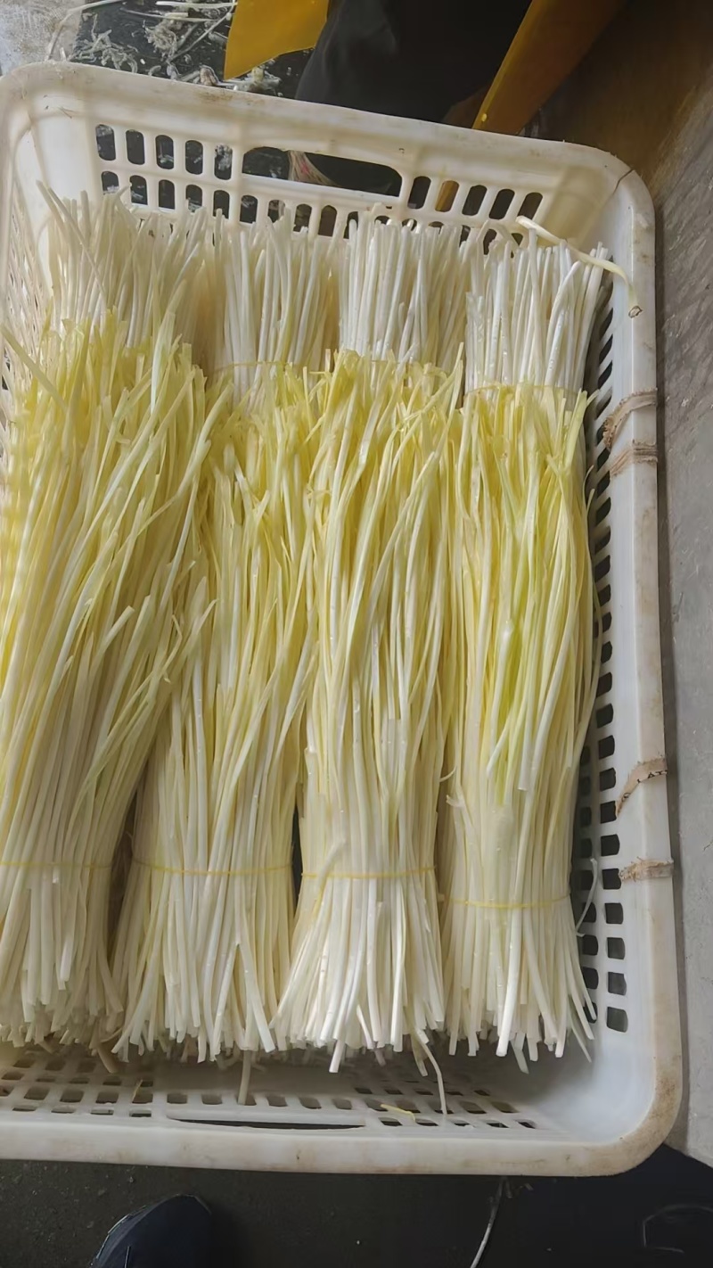 精品韭黄，一手货源，保质保量，量大从优，欢迎来电
