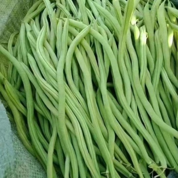 辽宁豆王豆角地头现摘现发一手货源全国可发欢迎来电质询