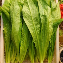 【精品油麦菜️️】 一手货源 精品质量  全国市场都可发