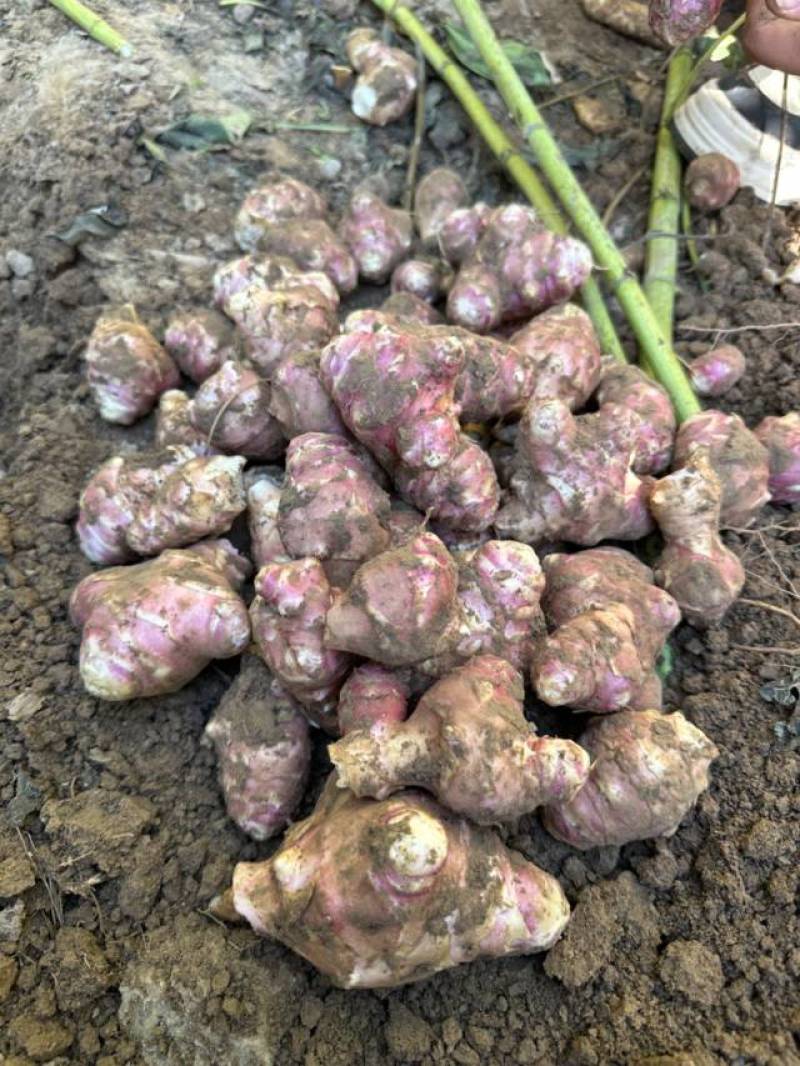 洋姜红洋姜白洋姜菊芋2025年新洋姜蔬菜