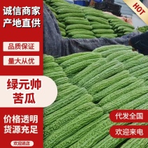 【油苦瓜】山东绿元帅油苦瓜规格齐全，全年供货，代发全国