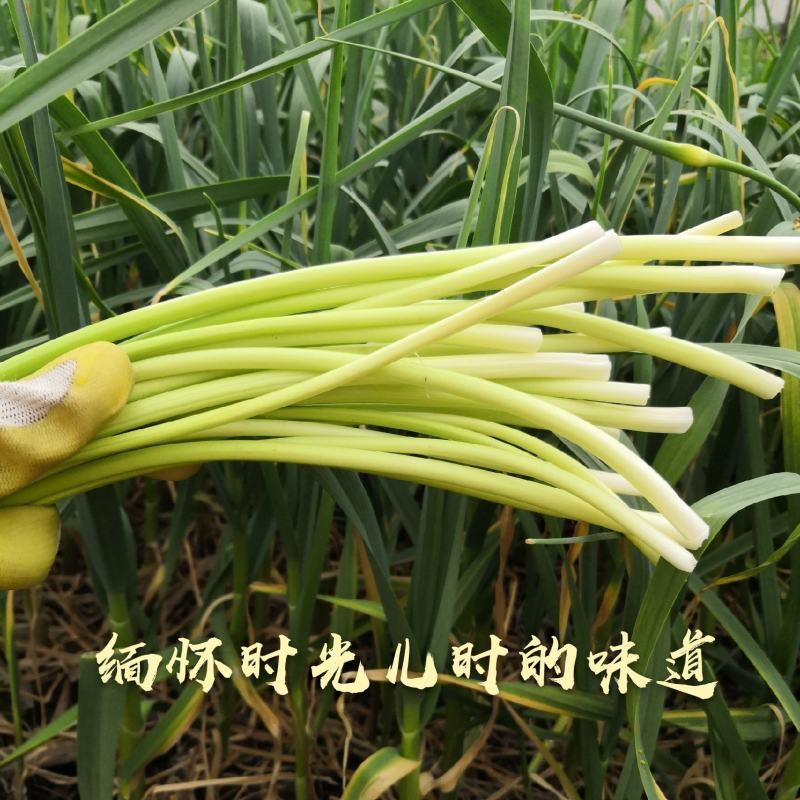 [荐]蒜苔 红帽蒜苔 量大从优各种规格 欢迎来电订购