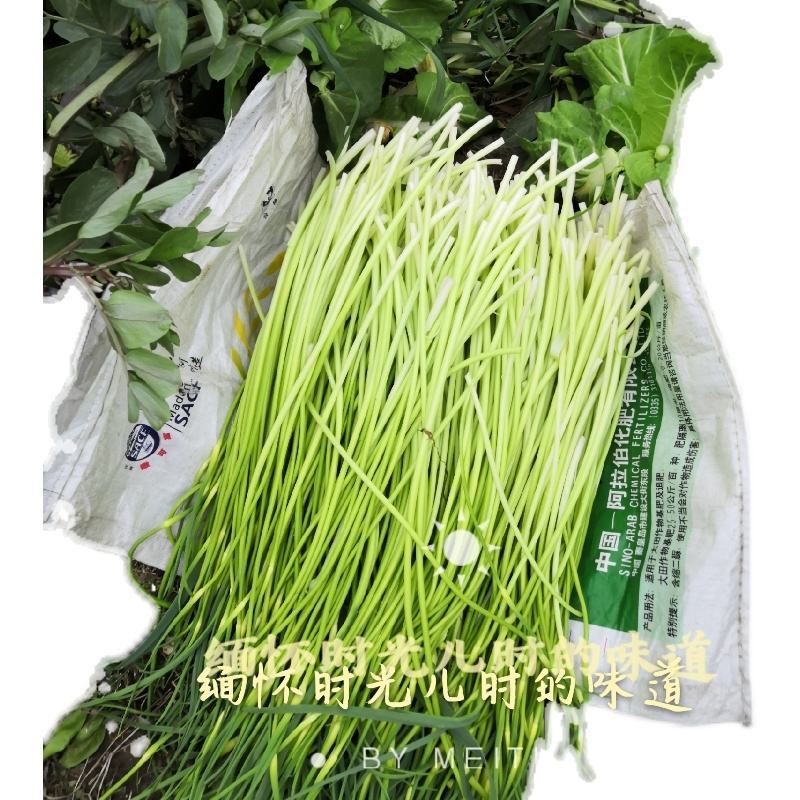 [荐]蒜苔 红帽蒜苔 量大从优各种规格 欢迎来电订购