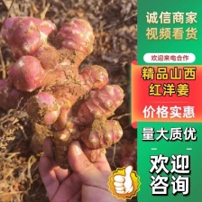 精品菊芋白皮洋姜》产地直发