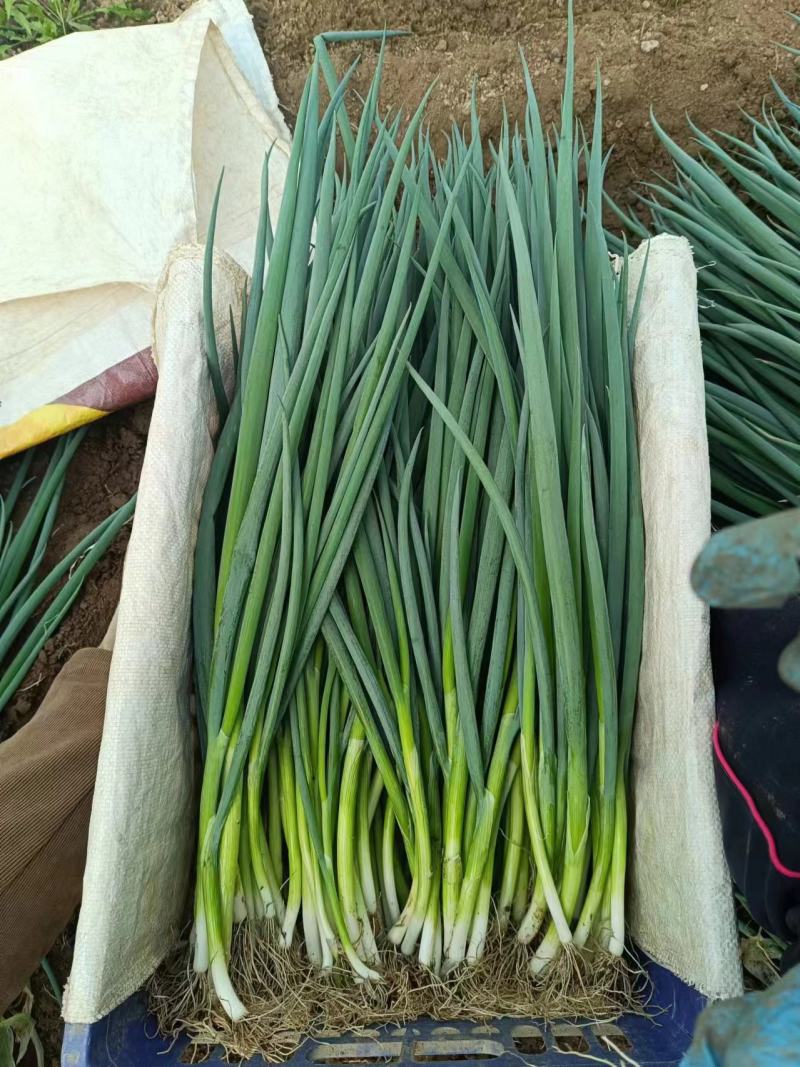 山东小葱热卖中产地直销一手货源对接商超电商平台及各大市场