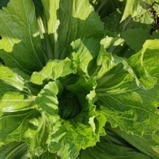 芥菜大量供应，产地直发，保质保量，欢迎各位老板前来选购