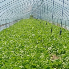 小小颗小青菜。青柑，青叶，无虫眼，无黄叶，一年四季有货，