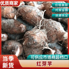 铅山志勇红芽芋头种植基地