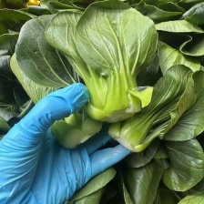 江苏苏州精品小油菜/苏州青/量大价优/欢迎咨询