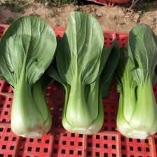 【实力】精品上海青 原产地曹县直发 品质好 常年大量供应