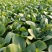 【实力】精品上海青 原产地曹县直发 品质好 常年大量供应