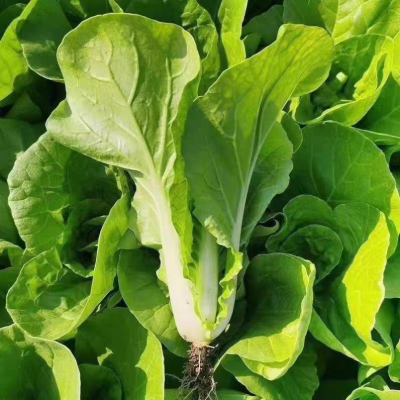 《快菜》曹县快菜/曹县蔬菜/基地直发/全年有货/欢迎采购