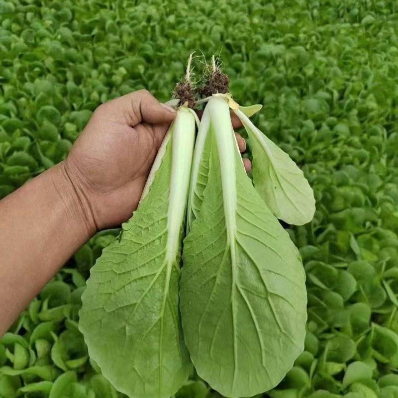 《快菜》曹县快菜/曹县蔬菜/基地直发/全年有货/欢迎采购