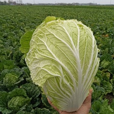 白菜黄心！60白菜！心实！