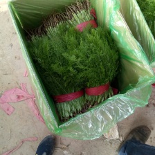 茴香球茎茴香 量大质优 全国直销 欢迎各大老板前来采购