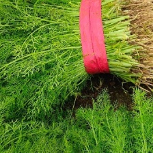 茴香球茎茴香 量大质优 全国直销 欢迎各大老板前来采购