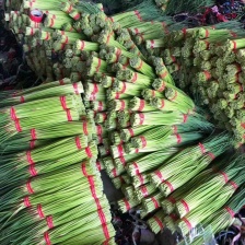 山东蒜苔红帽蒜薹现摘现发货长度20到30之间不打水打代发