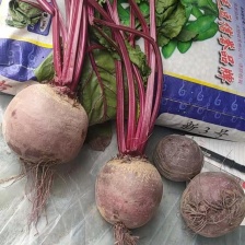 甜菜大量上市货多