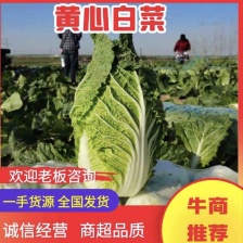 【推荐】黄心白菜 无虫害 质量保证 欢迎咨询走货量大