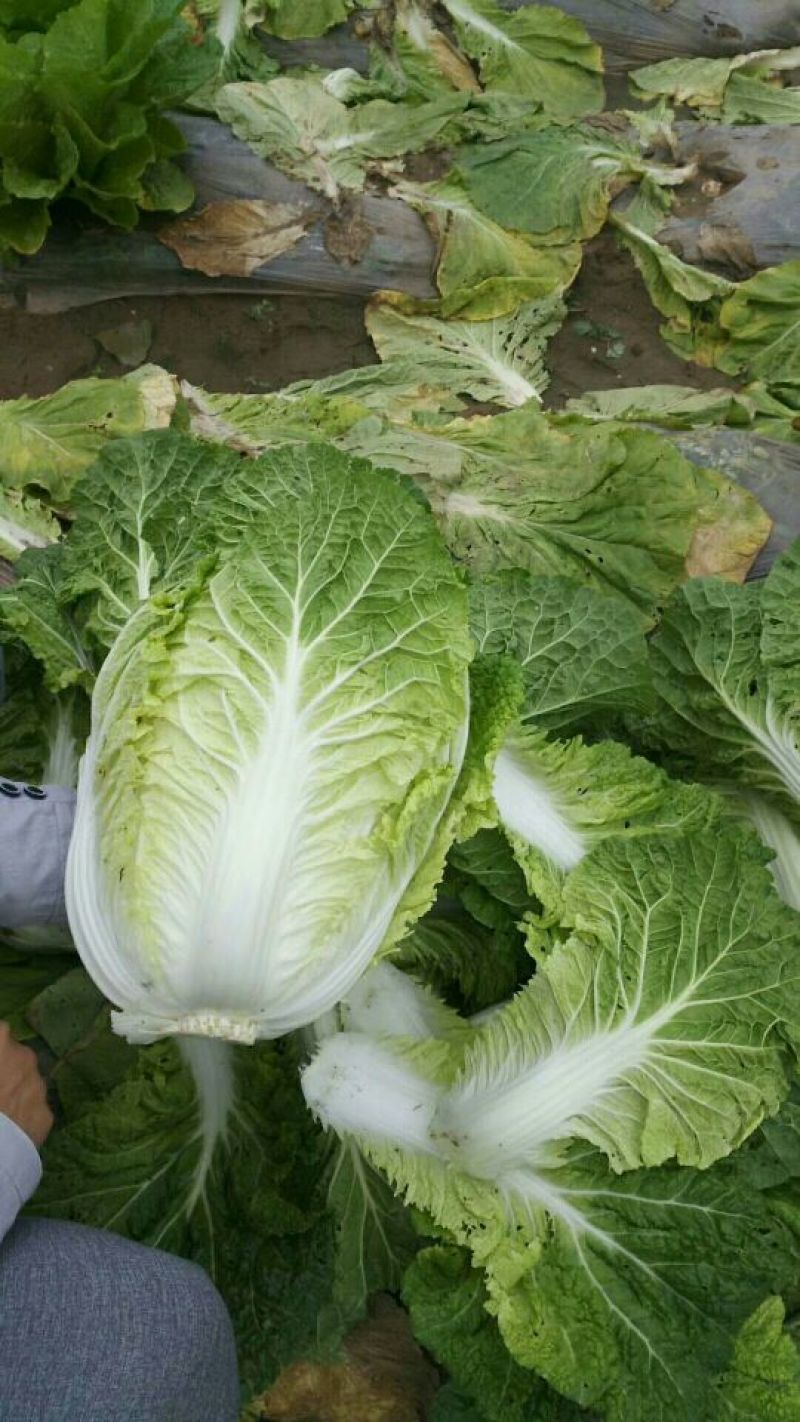 【推荐】黄心白菜 无虫害 质量保证 欢迎咨询走货量大