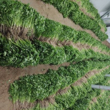 香菜大量现货