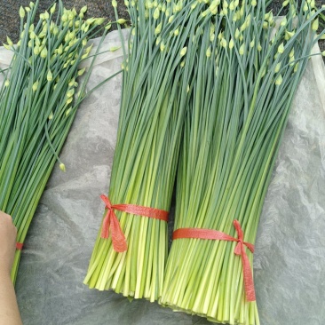 万亩耐寒韭苔种植基地一手货源，可对接各大市场和电商平台