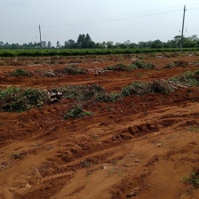 毛薯粉糯园地直发