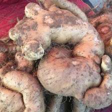 精品小白嘴<font color=red>山药</font>精品通货，电商货，水洗