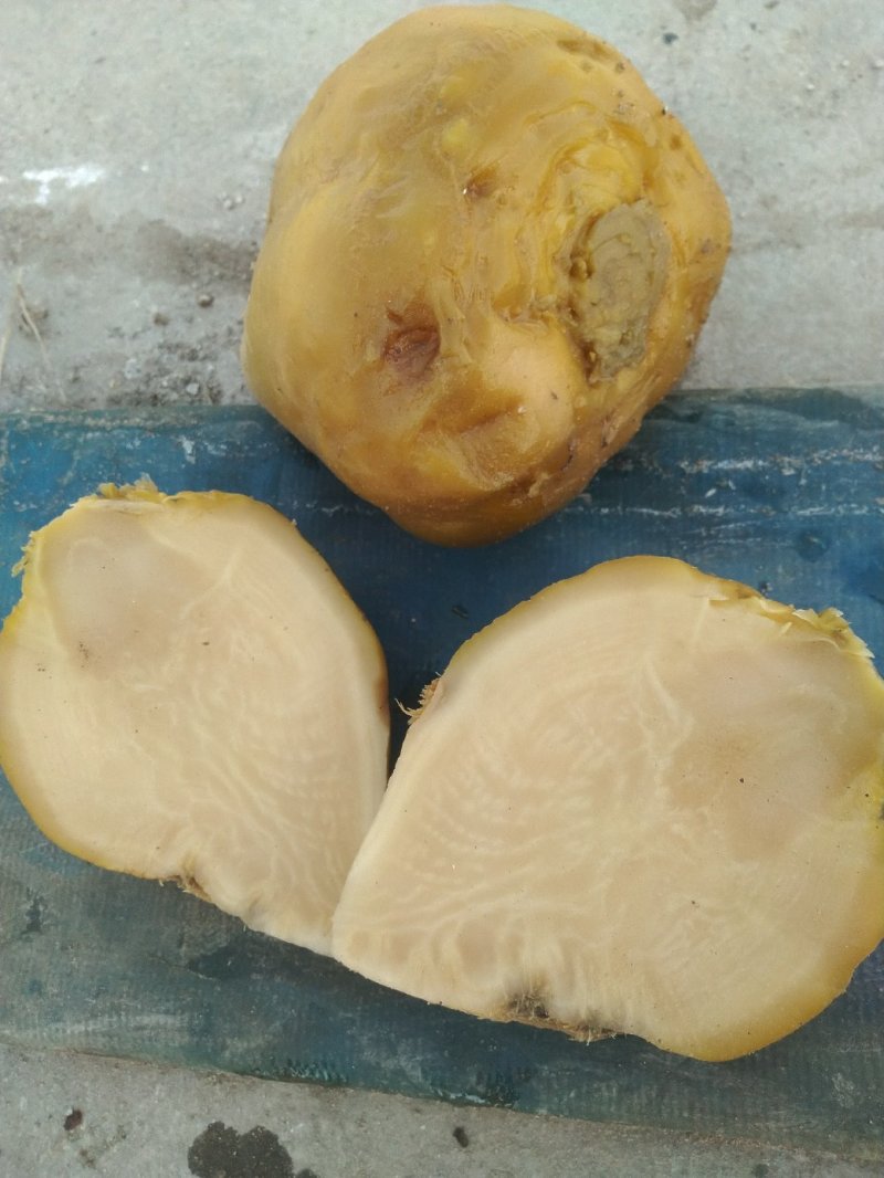 厂家直销，不怕便宜你就来，优质芥菜疙瘩