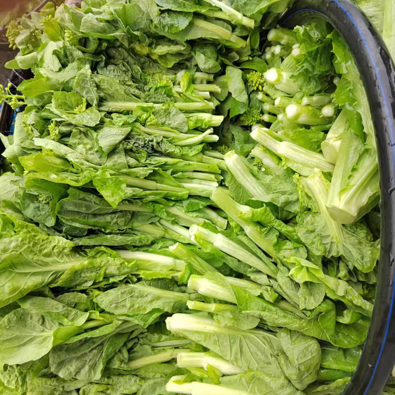 白菜苔，湖北产地大量有货，保质保量，可视频看货