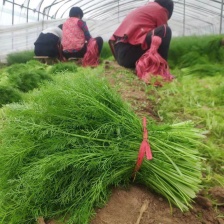 野生起泡草种子茴茴蒜辣子草禹毛莨毛堇紫茎毛莨茛中药材草本