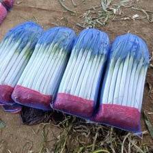 大葱  日本刚葱（热销中）万亩基地直供对接各大工厂商超
